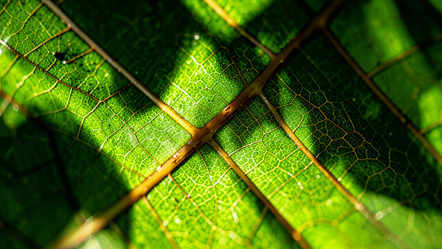 Emerald Moss Contours Glistening on Dark Granite Stone Backlit