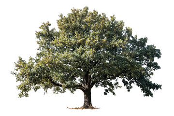 Fototapeta premium Isolated black oak tree with bare branches, detailed bark texture, studio lighting, minimal style, PNG file graphic asset on transparent background