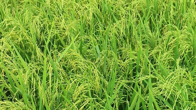 Oryza sativa rice plant grows with healthy green stalks in a productive agricultural field.