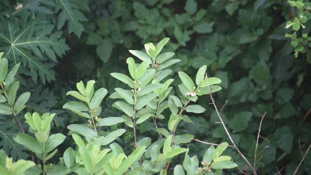 Psidium guajava guava plant grows with fresh green foliage in a tropical garden.