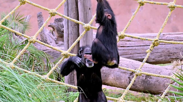 Young chimpanzee playing on the ropes.