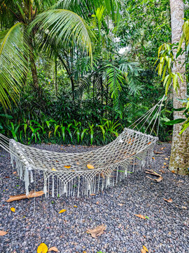 Tropical hammock suspended in dense jungle, surrounded by palm trees