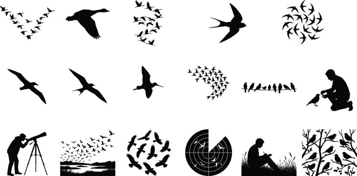Black silhouettes of bird flight formations, flock behaviors, and ornithology activities isolated on a white background