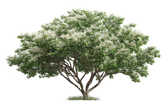 Chokecherry tree with green leaves and dark berries, isolated on transparent background