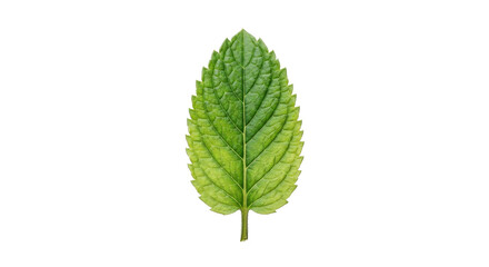 Fototapeta premium Close-up of a single vibrant green leaf on a white background