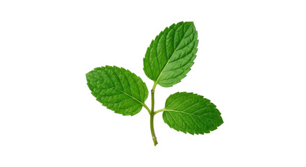 Fototapeta premium Fresh green mint leaves on white background, close-up photography with vibrant color.