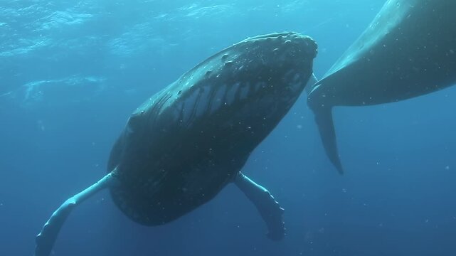 Experience the grace of humpback whales gliding through the warm waters of the Pacific ocean in stunning slow motion. Their serene movements create a magical underwater ballet that captivates the soul