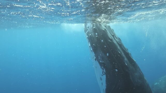Witness the beauty of humpback whales swimming slowly through the vibrant blue waters of the Pacific Ocean. This enchanting experience captures their graceful movements and serene presence.