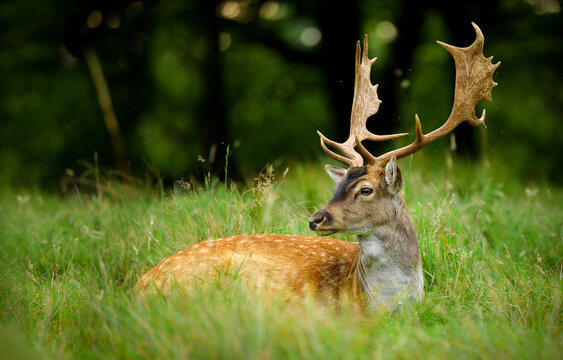 Fallow deer resting in a grassy meadow during summer with wildlife portrait creature peaceful majestic