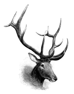 Detailed vintage illustration drawing of a stag deer head with large impressive antlers, illustration
