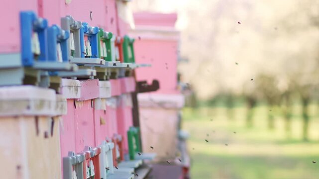 Bees departing and returning to pink beehives in a blooming almond orchard for pollination. Slow motion