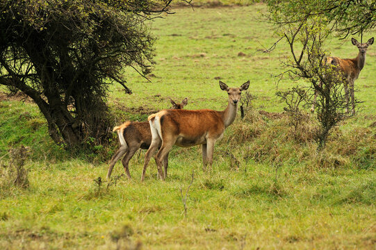 Group of red deer hinds standing in lush green meadow near trees in the countryside with wildlife, woodland