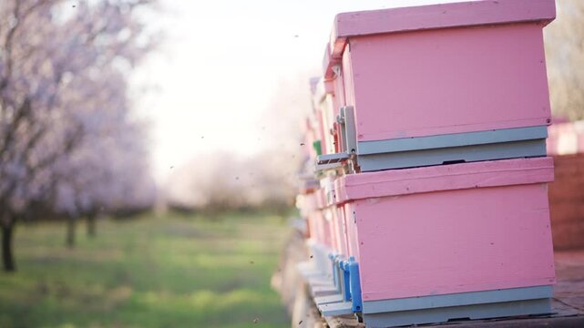 Bees departing and returning to pink beehives in a blooming almond orchard for pollination. Slow motion