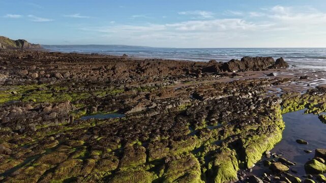 Seaweed growing on the Rocks seen at low tide