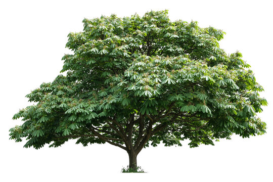 Bur oak tree with textured bark and deep green leaves, isolated on white transparent background