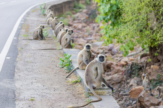 A large troop of Northern Plains Gray Langurs (Semnopithecus entellus) sits beside a road in Ranthambore National Park, India.