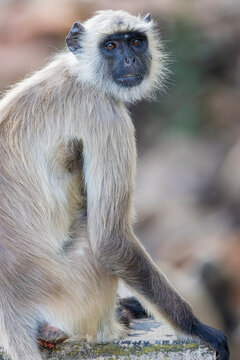A large troop of Northern Plains Gray Langurs (Semnopithecus entellus) sits beside a road in Ranthambore National Park, India.