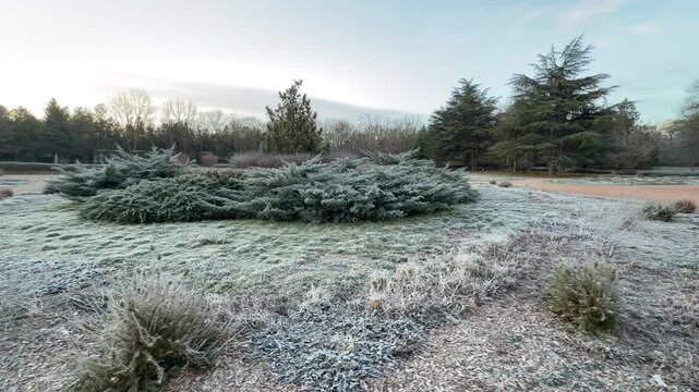 Low-growing junipers and tall pines sit within a landscape blanketed by morning frost. The crisp, white grass and soft blue sky create a peaceful and refreshing winter mood.