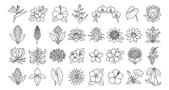 Tropical flower line art icons, 28 exotic botanical sketches, black and white floral vector set