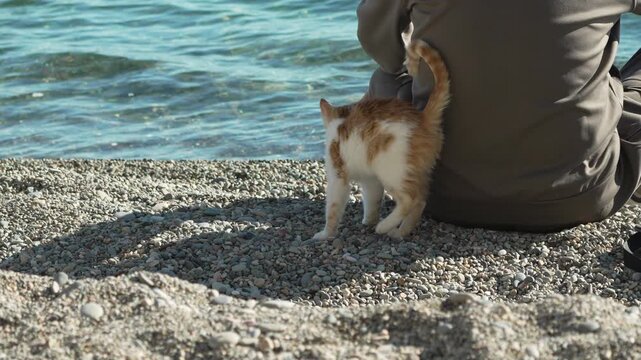 Kitten rubbing beach affectionate cat rubs against a person sitting on a sunny pebble shore near the blue water.