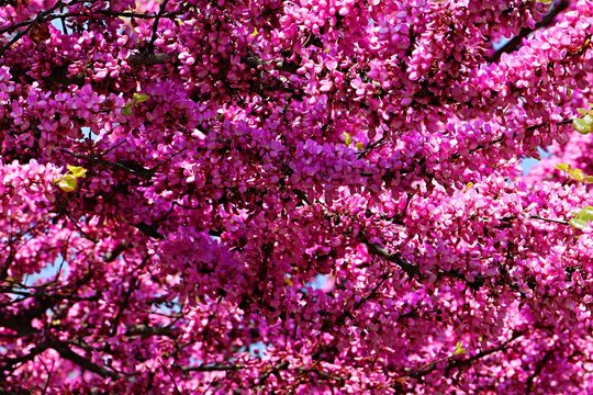 The profusely flowering tree Cercis siliquastrum