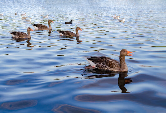 Gray geese swim on the calm water of a lake with reflections and gentle ripples at sunset.