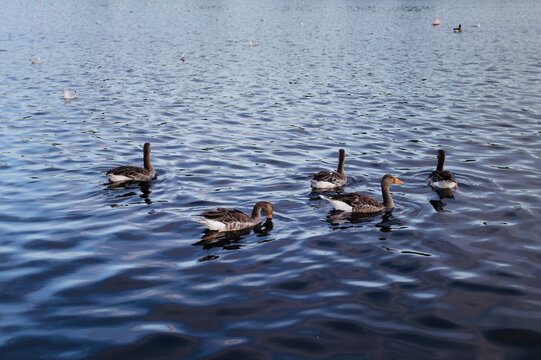 Gray geese swim on the calm water of a lake with reflections and gentle ripples at sunset.