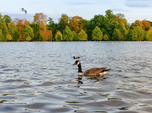 Duck swims in a lake surrounded by trees during a clear day in autumn