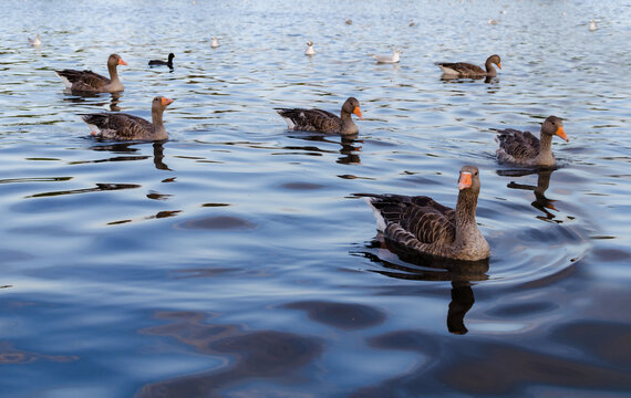 Gray geese swim on the calm water of a lake with reflections and gentle ripples at sunset.