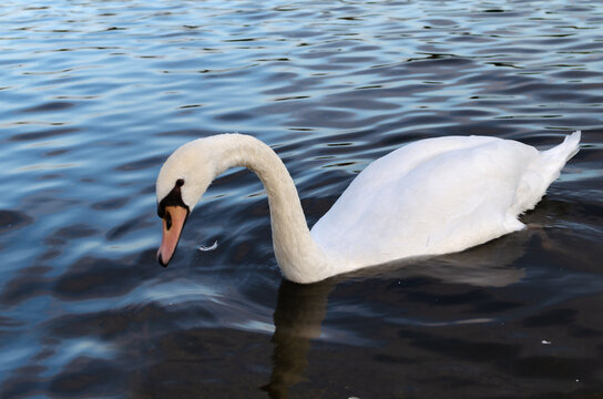 Swan swims in calm water with ducks in background during bright day