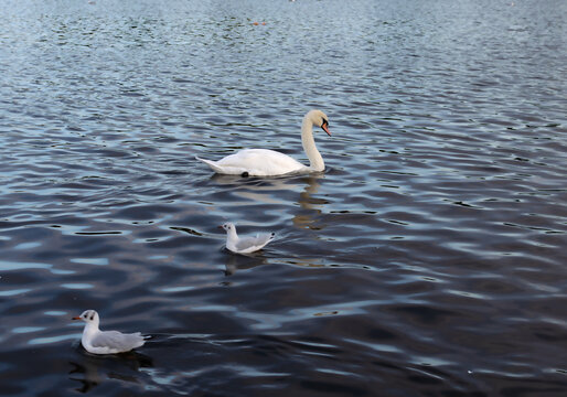 White Swan and Seagulls Swimming on Rippling Lake Water at Dusk, Calm Wildlife Scene