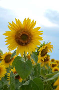 Sunny sunflowers bloom in a field under a clouded sky during the summer season