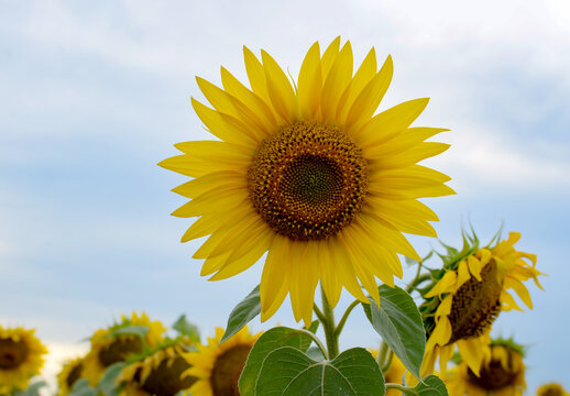 Sunny sunflowers bloom in a field under a clouded sky during the summer season