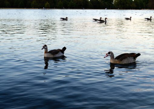 Ducks swim in a lake surrounded by other birds during the late afternoon