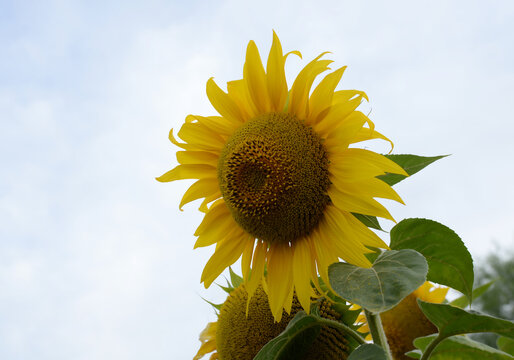 Sunny sunflowers bloom in a field under a clouded sky during the summer season