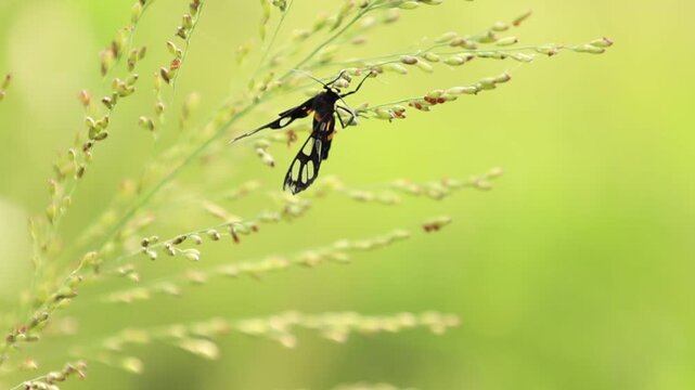 dragonfly on a leaf