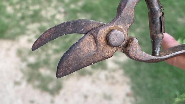 Vintage Rusty Garden Pruning Shears - Antique Hand Pruner Close-Up