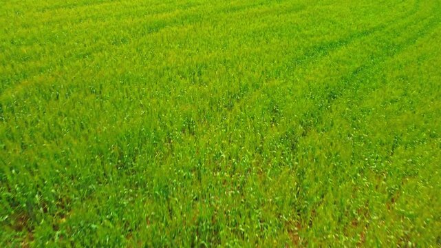 green rice field