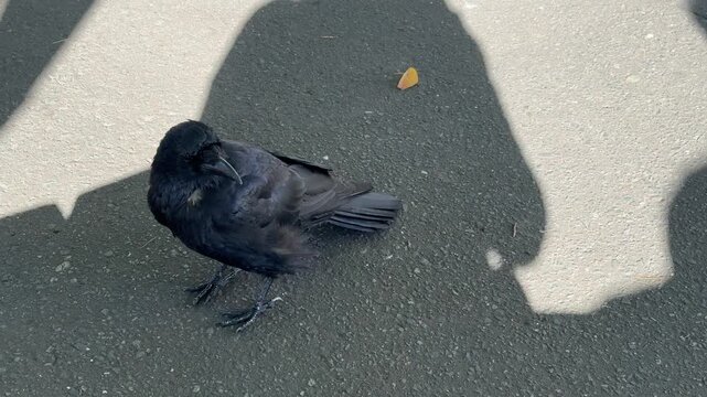 a black crow standing on ground under the shadow