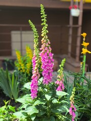 Purple foxglove (Digitalis purpurea) flowers blooming in a garden. © Tatiana