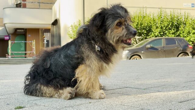 A shaggy dog sits alertly on a paved city street in Simferopol, Crimea. His hopeful gaze brings a warm feeling of loyal companionship and gentle longing.
