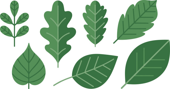Set of dark green forest leaves vector illustration with flat oak and birch botanical elements isolated on white background