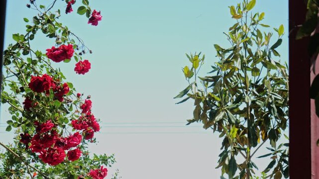 flowers in the sky