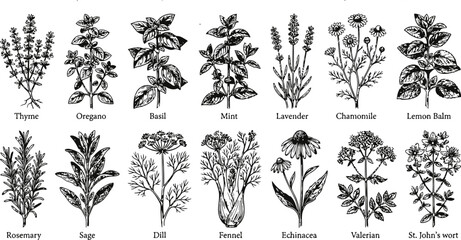 A collection of engraving vintage botanical illustrations of various herbs and plants on a white background for medicinal and culinary uses © Mahi Fattah