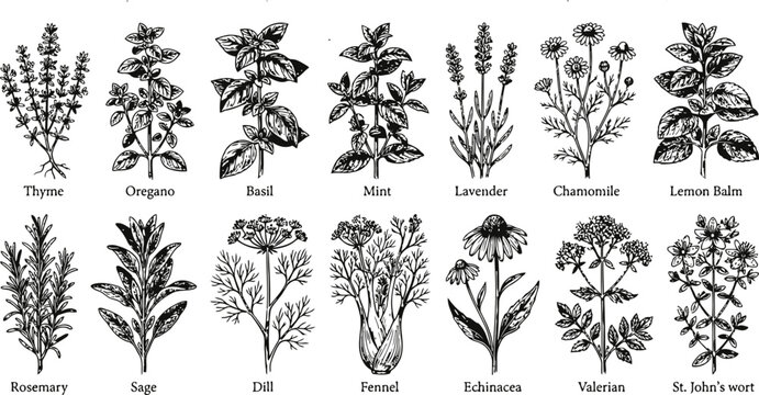 A collection of engraving vintage botanical illustrations of various herbs and plants on a white background for medicinal and culinary uses
