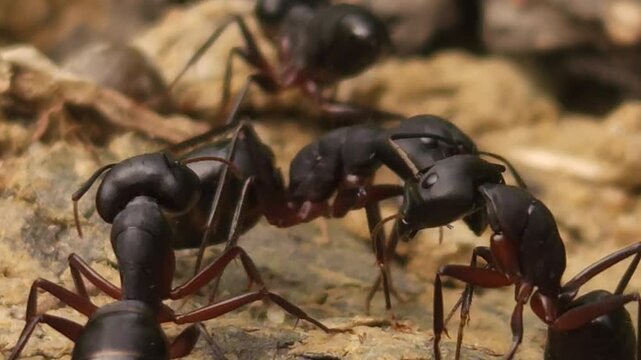 Black Ants Working Together Near Nest Entrance, Macro Close Up of Social Insect Colony
