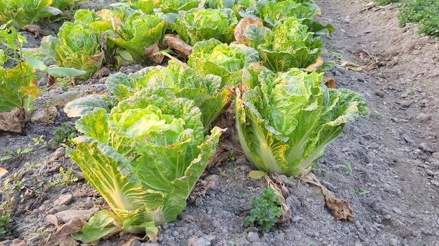 Chinese cabbage (Brassica rapa, subspecies pekinensis and chinensis) is either of two cultivar groups of leaf vegetables often used in Chinese cuisine: the Pekinensis Group (napa cabbage) 