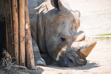 A white rhino resting in a wildlife sanctuary close-up © Anastasia