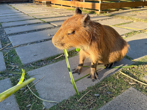 A photo of me feeding capybaras with fresh plants at the farm.