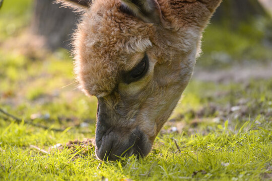 Alpaca grazing in peace.